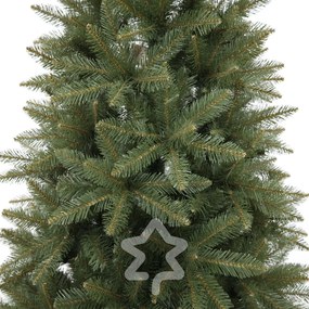 Świerk kaukaski 210 cm