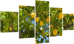 Obraz - Drzewo cytrynowe (125x70 cm)