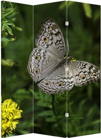 Parawan - Biały motyl (126x170 cm)