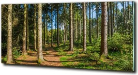 Foto obraz szkło hartowane Panorama lasu