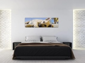Obraz leżącego szczeniaka (170x50 cm)