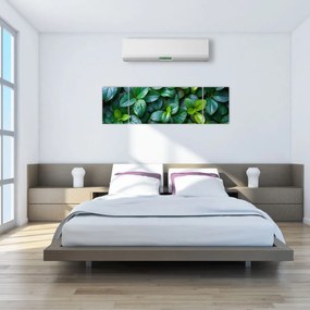 Obraz - Rośliny zielone (170x50 cm)