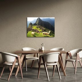 Obraz - Lamy na Machu Picchu (70x50 cm)