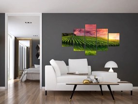 Obraz winnicy z kolorowym niebem (125x70 cm)