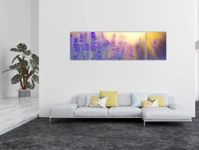 Obraz - Lawenda (170x50 cm)