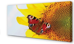 Obraz drukowany na płótnie Motyl na Słoneczniku