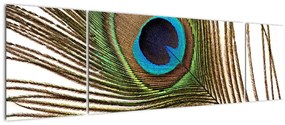 Obraz pawich piór (170x50 cm)