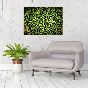 Obraz bez grzywki (70x50 cm)