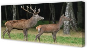 Fotoobraz na płótnie Król Lasu: Jeleń