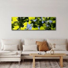Obraz - liście klonu (170x50 cm)
