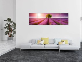 Obraz pola z lawendą (170x50 cm)