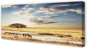 Zdjęcie na płótnie Zebry i Drzewo na Tle Chmur