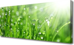 Obraz canvas Krople Rosy na Trawie