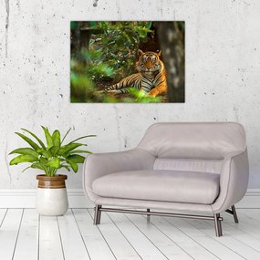 Obraz odpoczywającego tygrysa (70x50 cm)