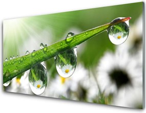 Szkło do Kuchni na Ścianę Poranna Rosa na Trawie