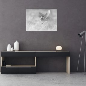 Obraz - Sowa na polu (70x50 cm)
