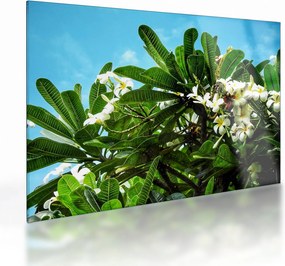 Obraz na szkle - Plumeria (70x50 cm)