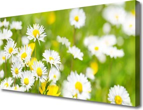 Zdjęcie na płótnie Urok Polnej Stokrotki