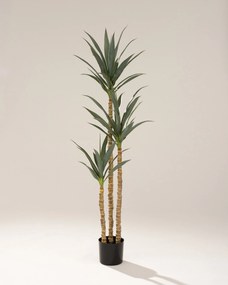 Juka w doniczce 160 cm