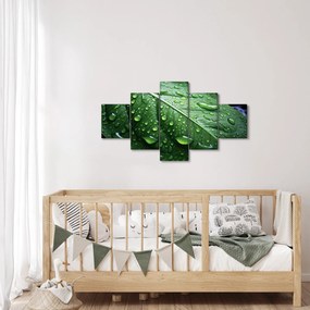 Obraz - Szczegół liścia po deszczu (125x70 cm)
