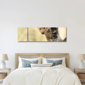 Obraz lwiątka (170x50 cm)