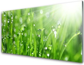 Panel Szklany Krople Rosy na Trawie