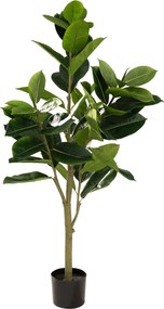Fikus w doniczce 145 cm