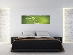Obraz stokrotek (170x50 cm)