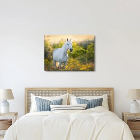 Obraz białego konia na łące (70x50 cm)