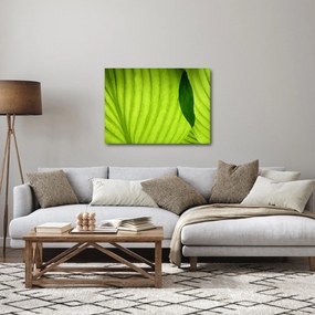 Obraz - Szczegół zielonego liścia (70x50 cm)