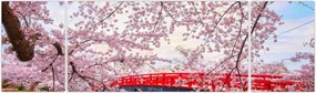 Obraz - Hirosaki, Japonia (170x50 cm)