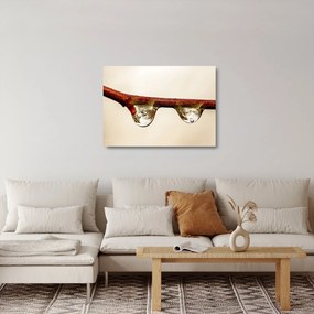 Obraz na szkle - krople na gałęzi (70x50 cm)