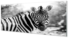 Obraz akrylowy Retro zebra