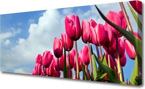 Zdjęcie na płótnie Elegancki Czerwony Tulipan