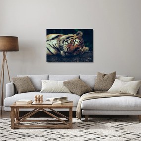 Obraz na szkle - tygrys syberyjski (70x50 cm)