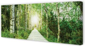 Zdjęcie na płótnie Leśna Droga wśród Brzóz