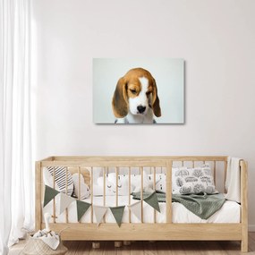 Obraz na szkle Beagle (70x50 cm)