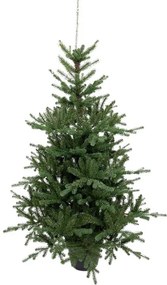 Choinka sztuczna w doniczce PE Świerk Tyrolski 150cm