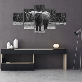 Obraz - Szkocka krowa (125x70 cm)