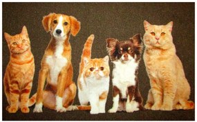 Wycieraczka Deco Star Kumple 50 cm x 80 cm