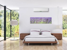 Obraz pola z lawendą (170x50 cm)