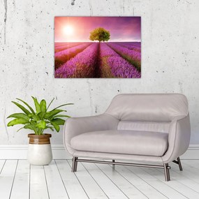 Obraz na szkle pola z lawendą (70x50 cm)