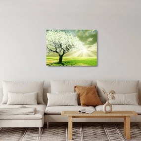 Obraz na szkle - kwitnące drzewo (70x50 cm)