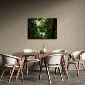 Obraz na szkle - Przestrzeń między drzewami (70x50 cm)