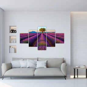 Obraz - Pole lawendy (125x70 cm)