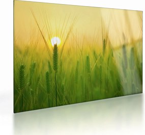 Obraz na szkle pola ze zbożem (70x50 cm)