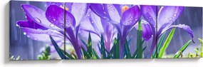 Obraz kwiatów w deszczu (170x50 cm)