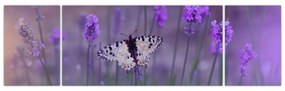 Obraz - Motyl w lawendach (170x50 cm)