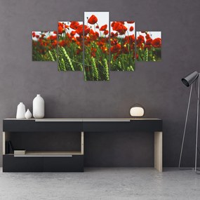 Obraz maków na wietrze (125x70 cm)
