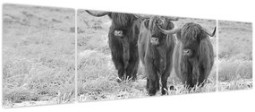 Obraz - Szkockie krowy, czarno - biały (170x50 cm)